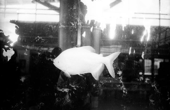 Anya Bocharova (sush). IMG080web